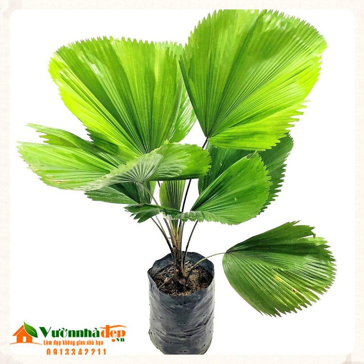 CÂY KÈ NHẬT (CÂY CỌ NHẬT ),CÂY KÈ NHẬT (CÂY CỌ NHẬT ) - BẦU CÂY GIỐNG