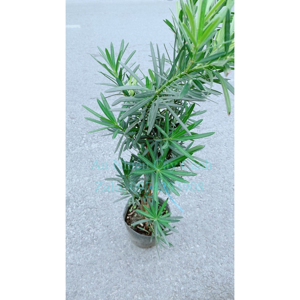Cây Tùng Vạn Niên 50cm
