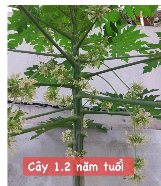 100 HẠT GIỐNG ĐU ĐỦ ĐỰC LÙN SIÊU HOA