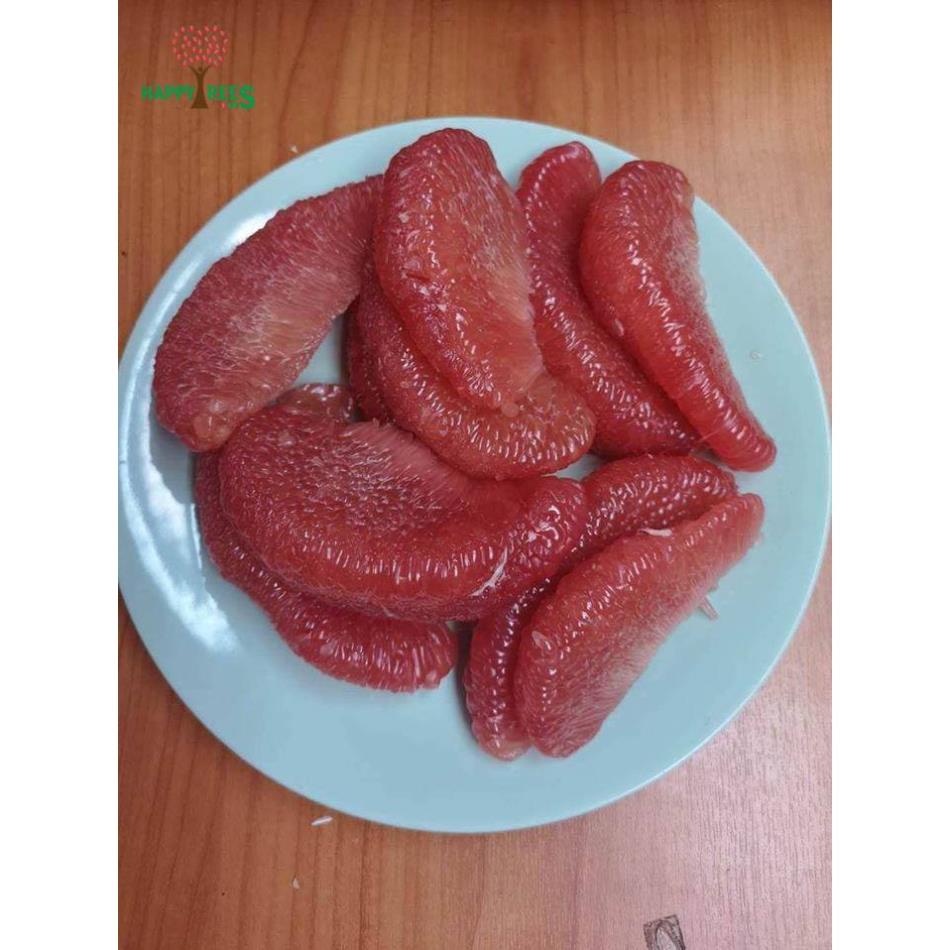 Cây bưởi ruby thái giống không hạt ruột hồng(Video ảnh thật)
