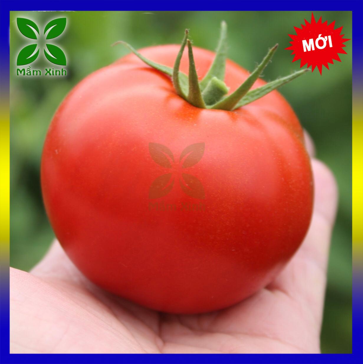 Hạt giống cà chua 50H Gói Chiết lẻ