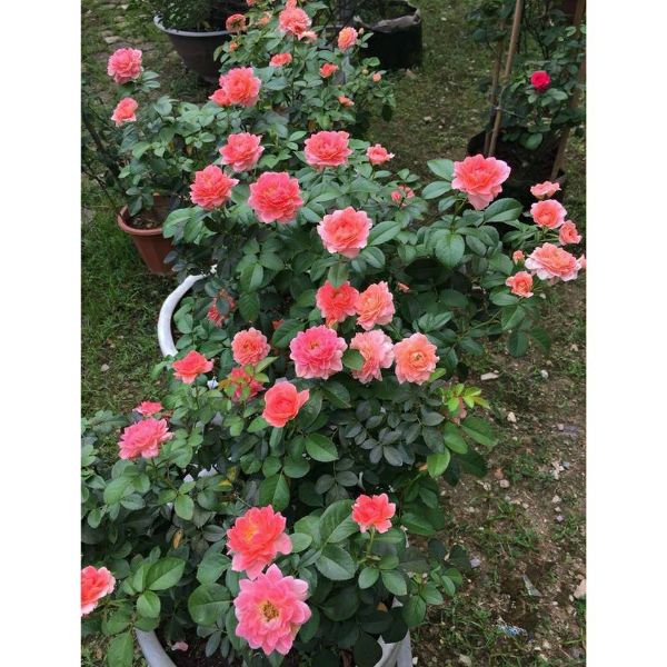 Combo Sỉ 03 Gốc Hoa Hồng Nhung