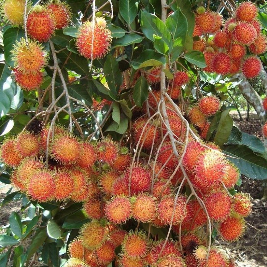Giá yêu thương cây giống chôm chôm thái ghép siêu trái