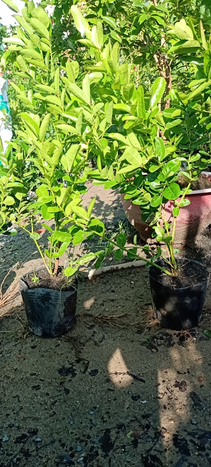 cây siro lớn