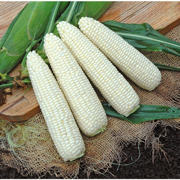 Hạt giống ngô nếp trắng - 20 gram