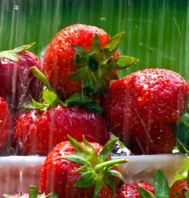 "Gói 50 "Hạt giống dâu tây đỏ khổng lồ [Seeds]