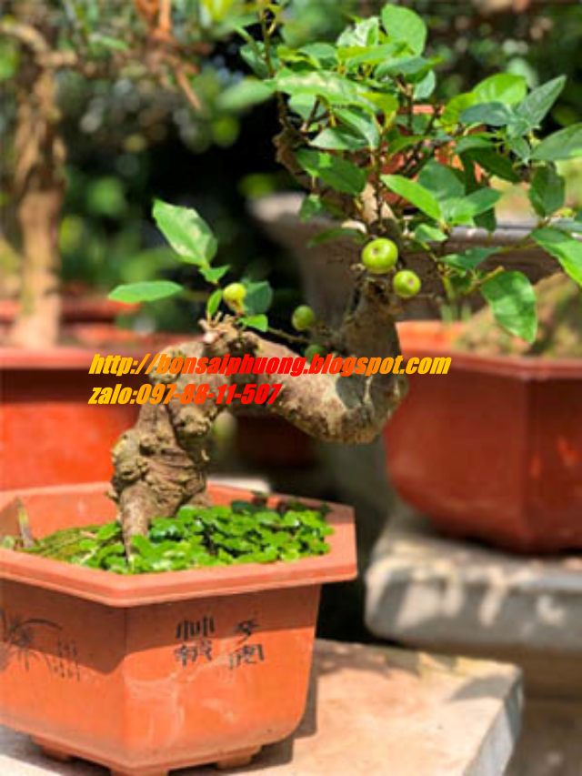 sung bonsai gốc LỚN