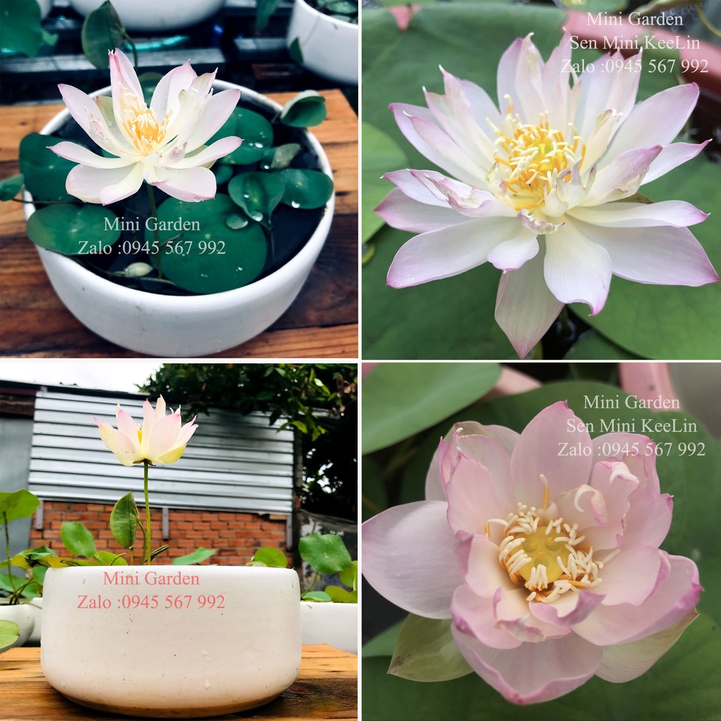Củ Giống Hoa Sen Mini Nhật KeeLin.