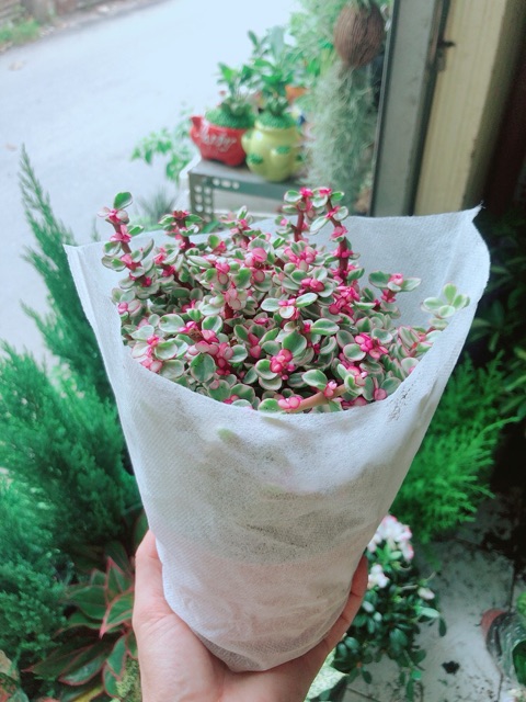 [HCM]Cây Cành Vàng Lá Ngọc Size Lớn