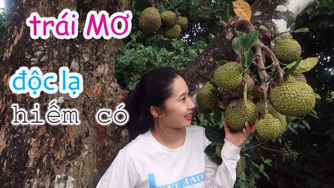 Cây giống mít mơ f1 (cây đã ghép 18 tháng cho trái)(cam kết giống chuẩn có bảo hành) (Magnolia Boutique store)