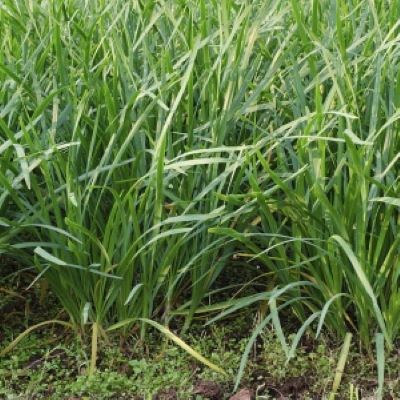 Hạt_Giống_Lá_Hẹ 100 hạt (tặng kèm kích mầm và phân bón)