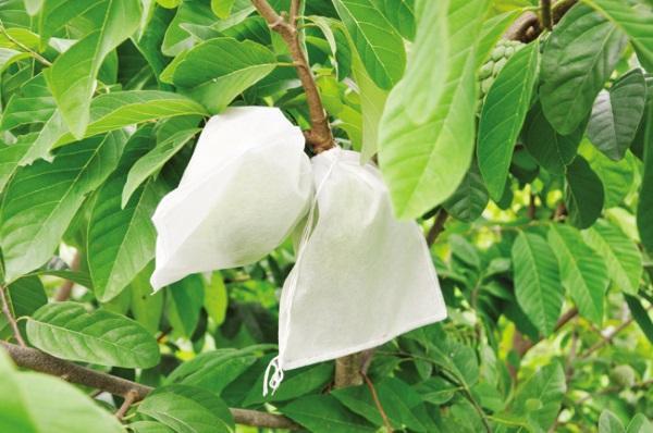 Combo 1000 túi bọc trái xoài, mãng cầu, na, ổi, vú sữa, cam... kích thước 18*19cm