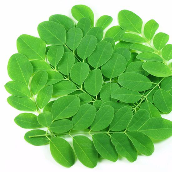 Hạt giống rau Chùm Ngây