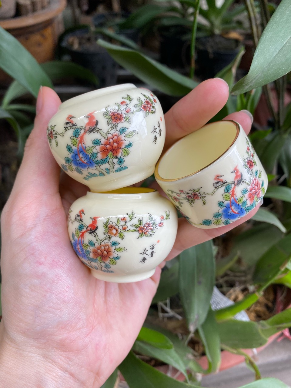 Cóng chim chào mào