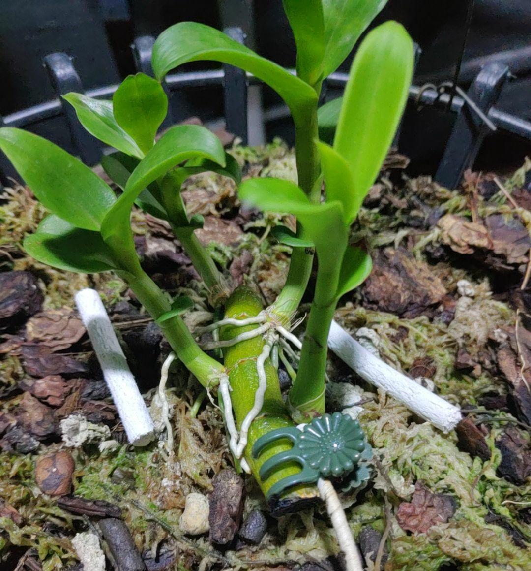 Phân con sâu lẻ - tan chậm 10 que hàng nhập mỹ