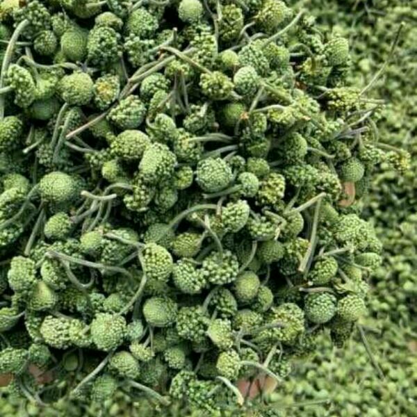 250g nụ tam thất đặc biệt giá rẻ