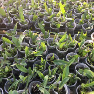 Lan cattleya cây giống - lan cát giống