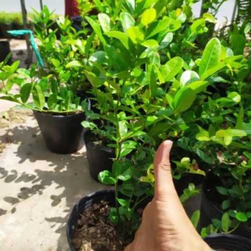 Cây giống Si Rô. [ Siêu sớm, siêu quả ]