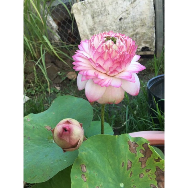 Củ /ngó sen juwaba