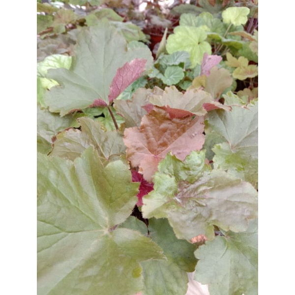 Cây Chuông San Hô - HEUCHERA - Cây Lá May Mắn ️