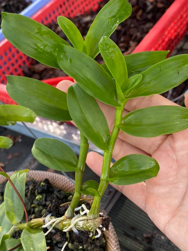 Phi điệp đột biến 5 CT LÂM XUNG
