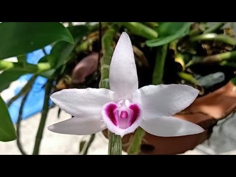[Siêu Sale] phi điệp ám cổ văn giang