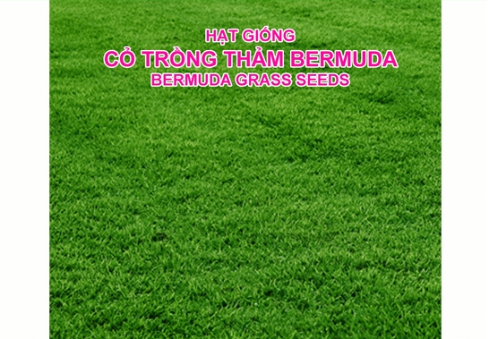 Hạt Giống Thảm-  Cỏ Bermuda -Cỏ Gà gói 100g - Cỏ Trồng Thảm cảnh- Cỏ Trồng Sân Vườn - Cỏ Cảnh Quan...
