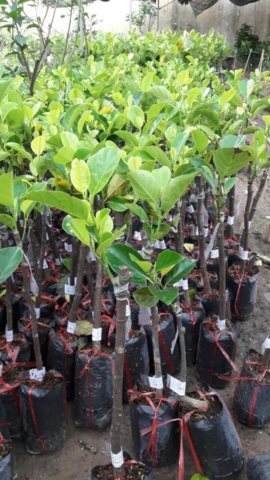 Cây giống mít nghệ viên linh cao sản..