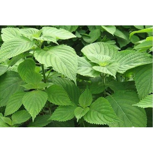 CÂY RAU KINH GIỚI- BẦU CÂY GIỐNG
