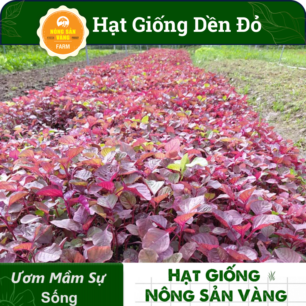 Hạt giống Rau Dền Đỏ, Tỉ Lệ Nảy Mầm Cao, Sinh Trưởng Và Phát Triển Khỏe, Năng Suất Cao (Gói 20 Gram) - Nông Sản Vàng