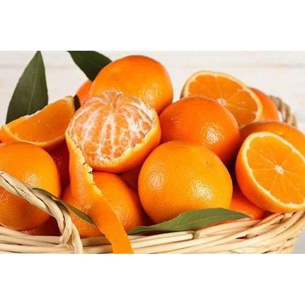 Cây giống Quýt Mỹ lùn siêu trái(CÂY GIỐNG NGỌC HIẾU)