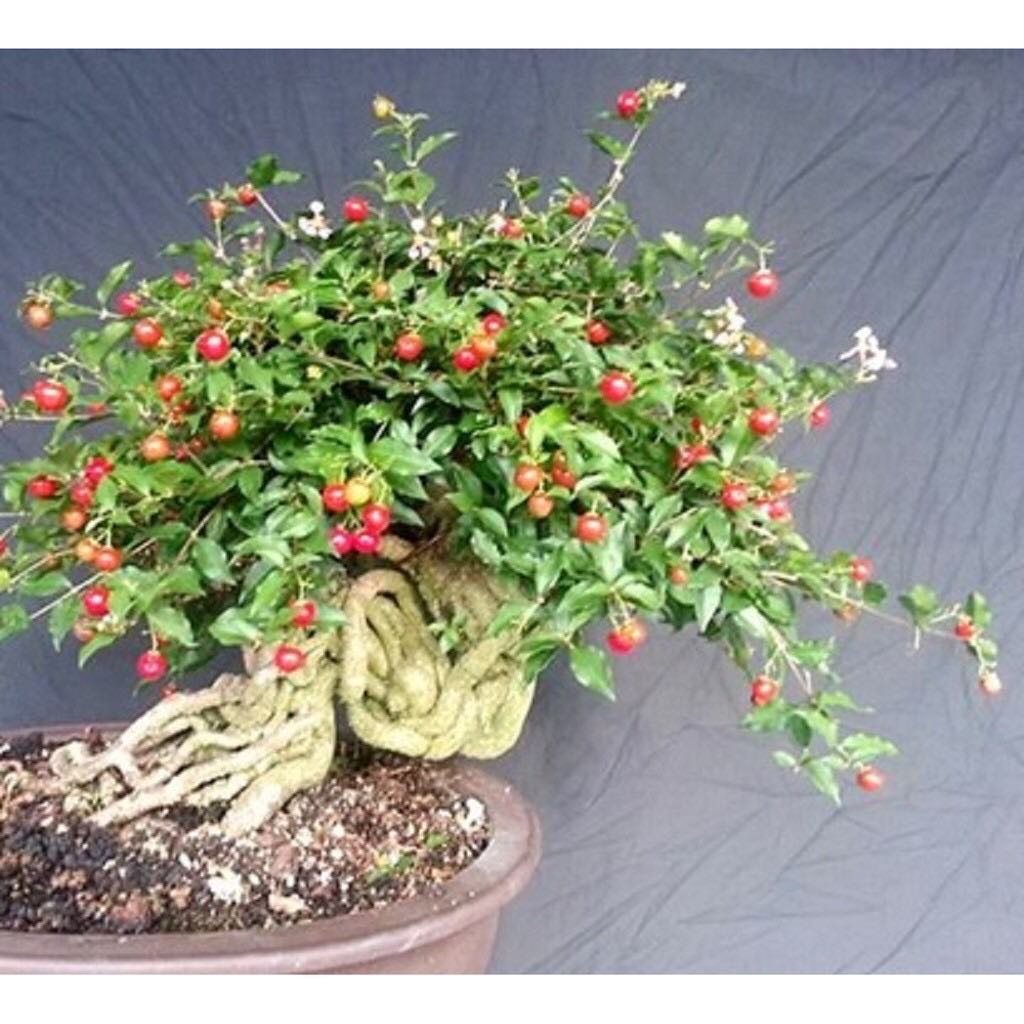 cây hồng ngọc mai dáng bonsai