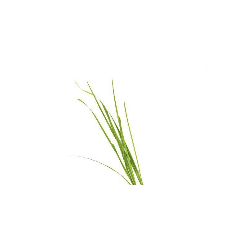 Cyperus Helferi - Cỏ Narong - Cây Thuỷ Sinh