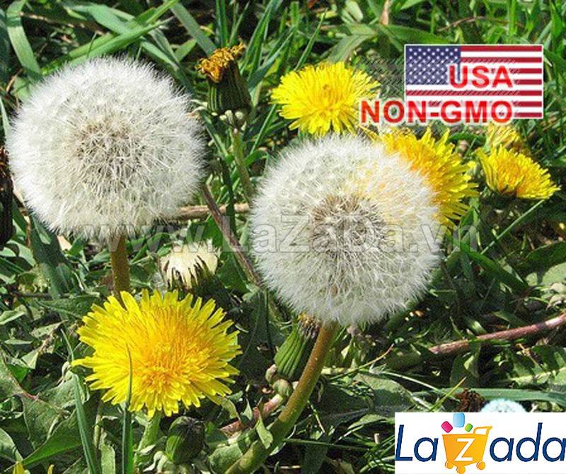 100h Hạt Giống Rau Bồ Công Anh (A2.401| C10*V45*M198)