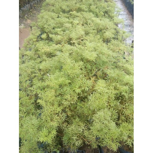 Cây Đinh Lăng - Cây cảnh sân vườn