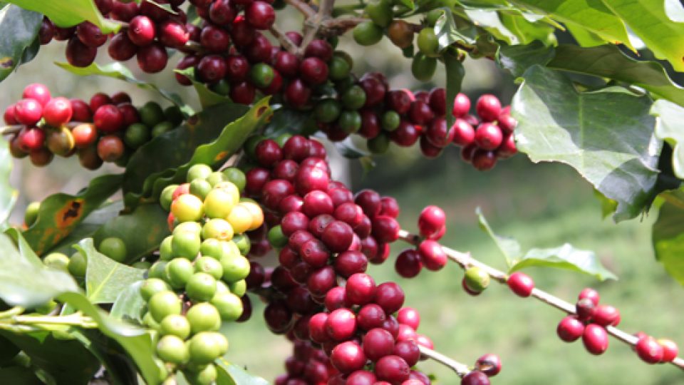 [Cà phê Ban Mê] Culi Robusta rang mộc 100% [cà phê pha máy] - Cà phê sạch. Combo 2 bịch 500gr