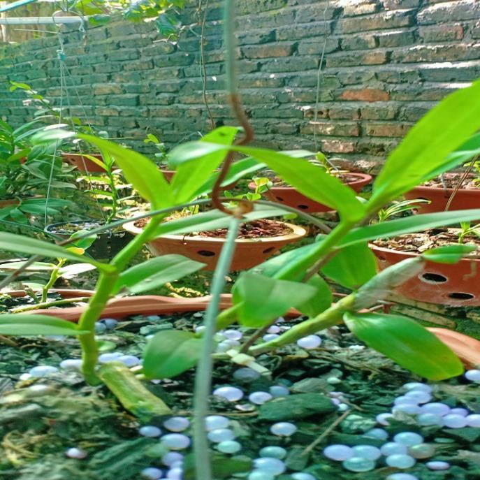 [FREESHIP - Xả Khô Máu] Hoa lan phi điệp - 5ct tiên sa( cao 20cm,rễ khỏe)