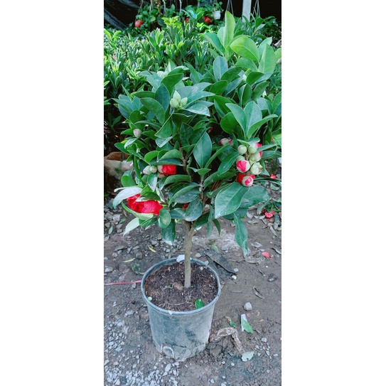 Cây Trà My Cánh Kép Size Lớn