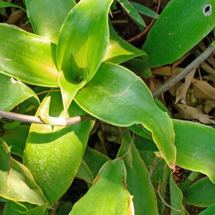 2cây lược vàng