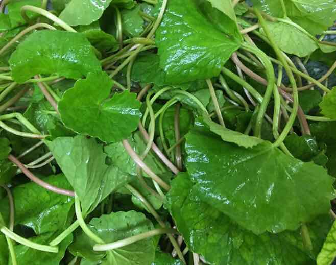 RAU MÁ HƯƠNG (rau má mèo, rau má lá nhỏ)- bầu giống