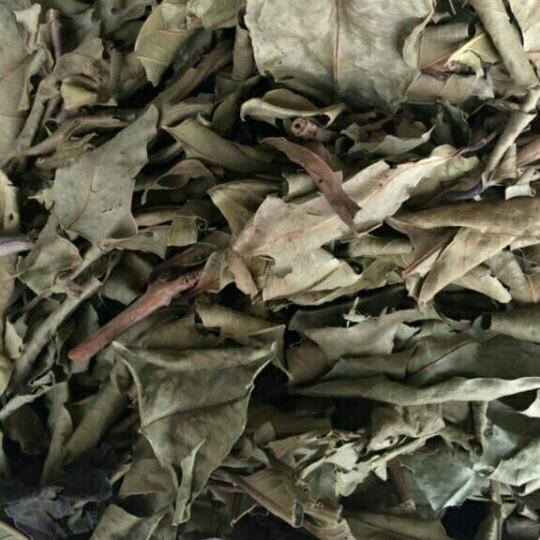 set 2kg trà lá vối khô