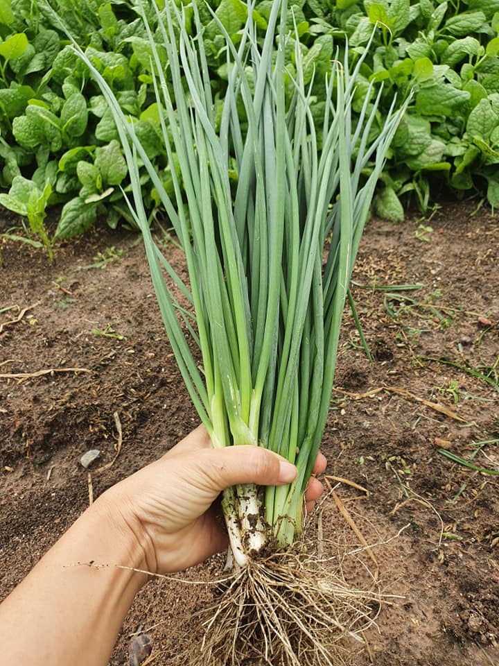 Hạt giống hành hương chịu nhiệt gói 2gr - rado 215