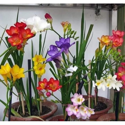 Combo 4 củ hoa lan nam phi - trắng vàng tím hồng - tặng 4 viên nén ươm củ