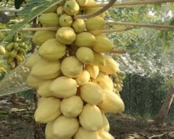 Hạt Giống Đu Đủ Da Vàng Loại Dễ Trồng. Túi 5 Hạt