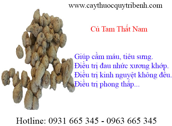 Củ tam thất nam khô 100g loại cao cấp - dược liệu thanh bình