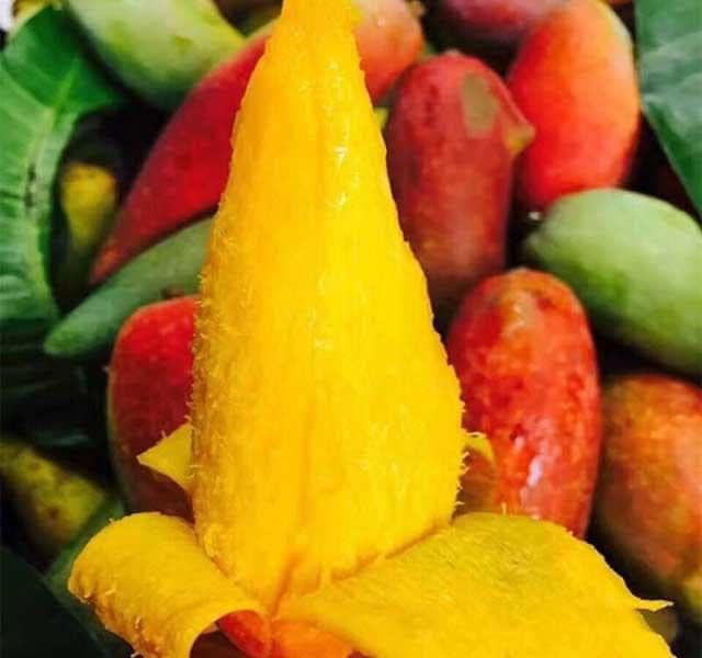cây giống xoài ớt tí hon (cây ghép 18 tháng cho trái có bảo hành )