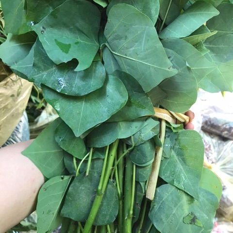 Lá vông tươi