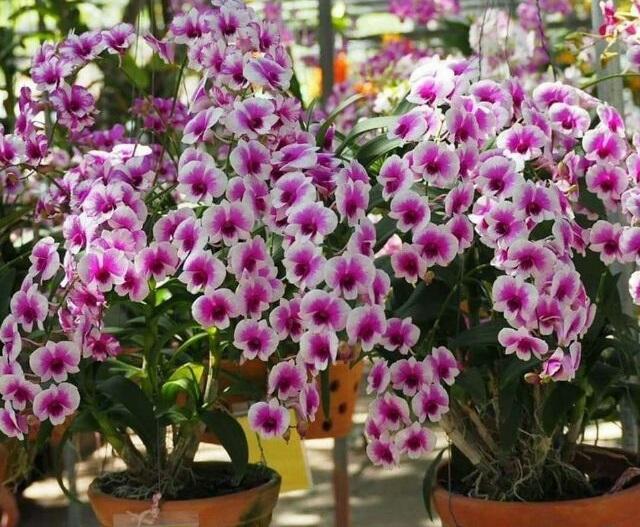 hoa lan denro thái lan yaya mini chậu size nhỏ hoa quanh năm, hàng đánh thẳng từ thái về - HLDRYYN