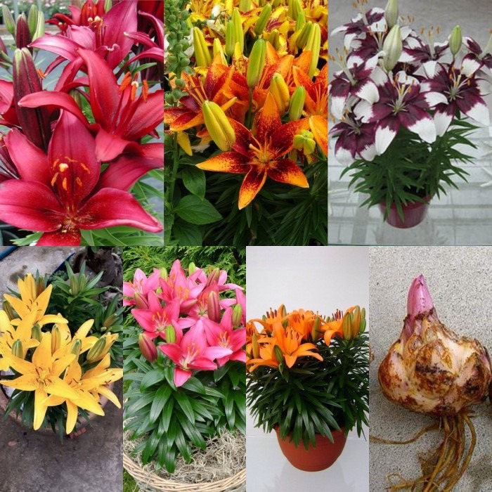 Combo 5 củ giống hoa ly lùn màu đỏ