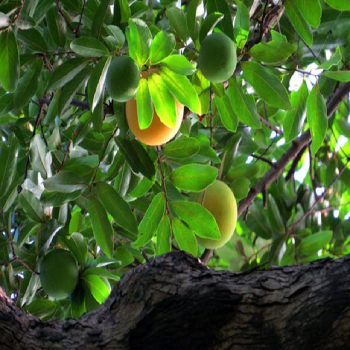 Cây giống thị thơm - ( Tặng kèm 1 cây chè xanh)